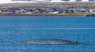 Blue Whale in Spitsbergen - Jordi Plana