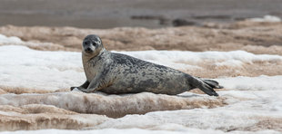 Ringed Seal in Spitsbergen - Jordi Plana