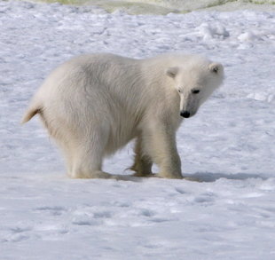 Polar Bear Cub - Michelle Pink