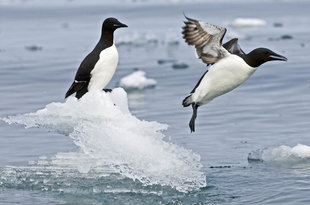 Brunnichs Guillemots in Spitsbergen