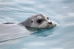 Seal in Spitsbergen - Mark Turner