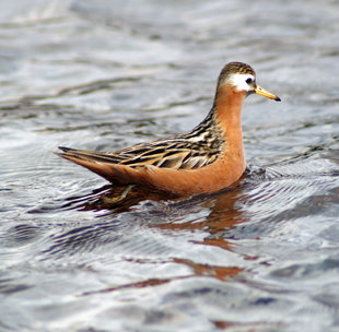 Red Phalarope in Spitsbergen - Ralph Pannell