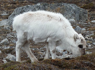 Svalbard Reindeer - Jordi Plana