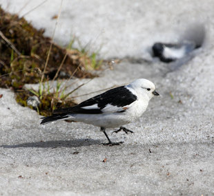 Snow Bunting - Chris Dobbs