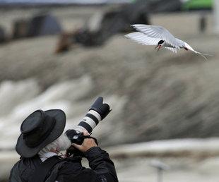 Arctic Tern in Spitsbergen