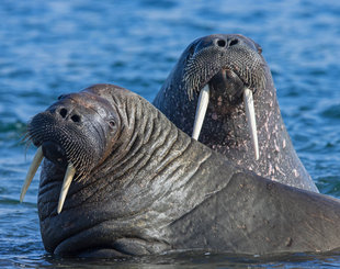 Walrus in Spitsbergen - Jordi Plana