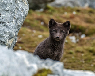 Arctic Fox in Spitsbergen