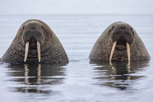 Walrus in Spitsbergen - Jordi Plana