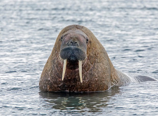Walrus in Spitsbergen - Andrew Wilcock