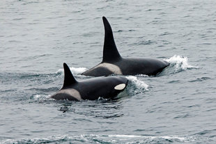 Orca in Scotland - Andrew Wilcock