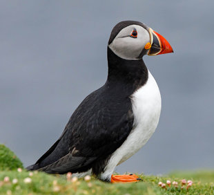 Puffin in Fair Isle - Andrew Wilcock