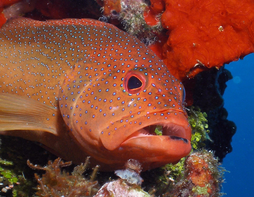 Cayman Islands Reef Creatures ID Card - Waterproof Fish Guide For Scuba Divers & Snorkelers