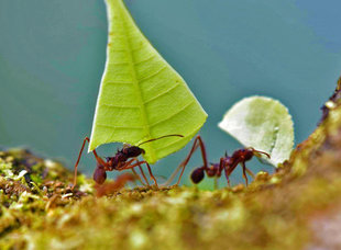 Leaf Cutter Ants