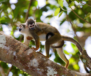 Amazon Squirrel Monkeys (Saimiri sciureus)