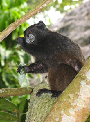 Black-Mantled Tamarin, Amazon, Ecuador