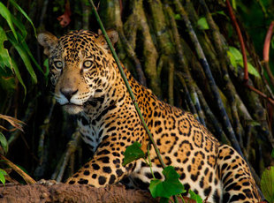 The Elusive Jaguar