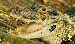 Spectacled Caiman (Caiman crocodilus)