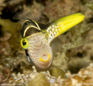 Chameleion Fish, Mafia Island - Ralph Pannell