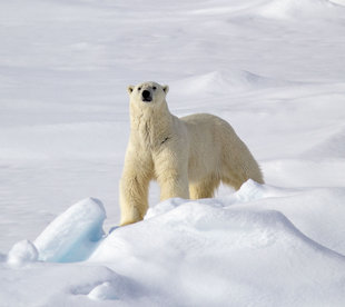 Polar Bear on expedition cruise to Arctic Spitsbergen (Svalbard) on Pack Ice - Karen Czekalski