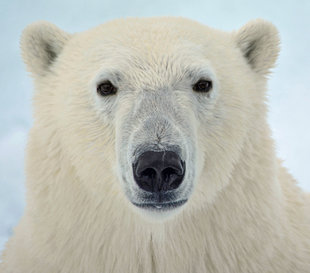 Polar Bear on expedition cruise to Spitsbergen Svalbard Norwegian Arctic - Louise Morgan