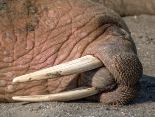 Walrus in Spitsbergen Svalbard cruise for wildlife and marine life - Bjoern Koth