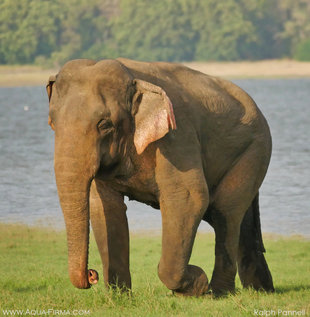 Confident Bull Elephant, Minneriya National Park - Ralph Pannell