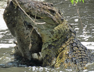 Crocodile in Serengeti National Park - Ralph Pannell