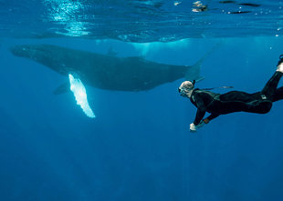 Snorkelling with Humpback Whales in the Silverbanks - Bjoern Koth