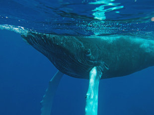 Humpback Whale Calf in the Silverbanks - Rob Smith