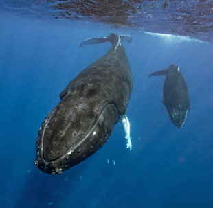 Humpback Whale Mother & Calf - Bjoern Koth