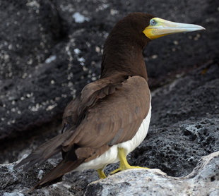 Pelagic Brown Booby Razo, Kaap Verden, Laurens Steijn