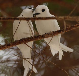 White Terns, St Helena