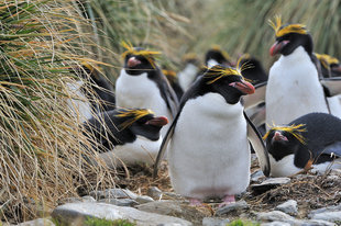 Macaroni Penguins, Cobblers Cove, South Georgia