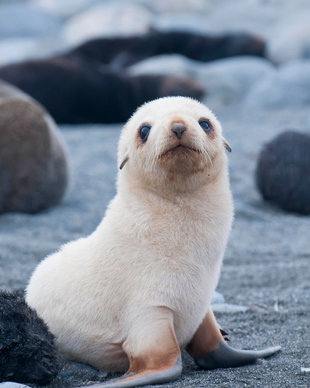 Seal Pup