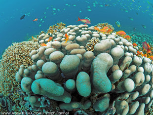 Coral Reef Chole Bay Mafia Island Tanzania - Ralph Pannell