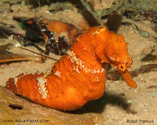 Muck Diving in Chole Bay - Ralph Pannell