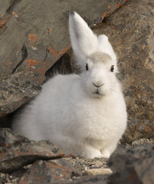 Arctic Hare, Andy Davies