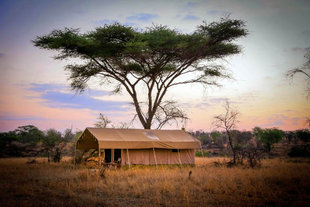 Luxury Tented Safari Camp in Serengeti National Park