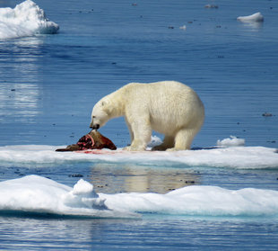 polar-bear-canadian-high-arctic-canada-polar-travel-wildlife-expedition-cruise-photography-northwest-passage-voyage-sea-ice-baffin-island-lancaster-sound-karen-bass-neil-nightingale.jpg