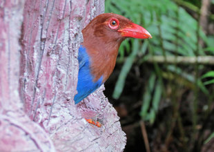 Blue Magpie