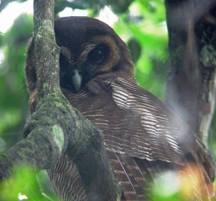 Brown Wood Owl