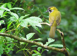 Yellow Eared Bulbul