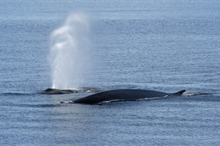 Fin Whales in Spitsbergen - Josh Harrison