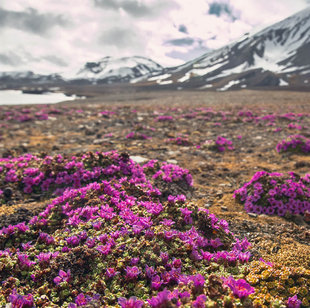Tundra in Franz Josef Land