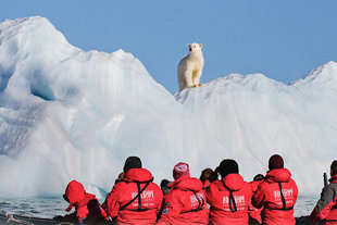 Polar Bear in Franz Josef Land