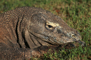 Komodo-Dragon-Bali-Island-Hopping-Yacht-Safari-sailing-wildlfe-culture-snorkelling-kayaking-indonesia.jpg