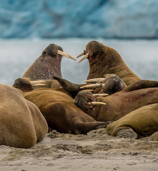 Walrus Haul Out - Karen Czekalski