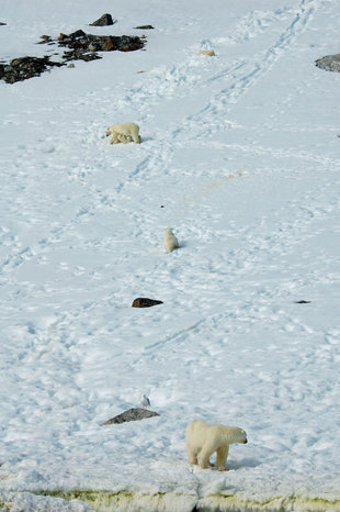 Polar Bear Family in Spitsbergen