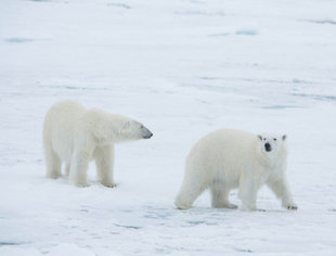 polar-bear-special-north-spitsbergen-longyearbyen-svalbard-gallery-voyage-expedition-travel-photography-cruise-holiday-arctic-vacation-wildlife-Arjen Drost.jpeg