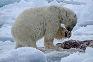 polar-bear-special-north-spitsbergen-longyearbyen-svalbard-gallery-voyage-expedition-photography-cruise-holiday-arctic-vacation-wildlife-Ab-Steenvoorden.jpeg